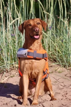 Active Canis koiran kelluntaliivi, XS-S