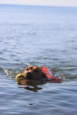 Active Canis koirien kelluntaliivi, M-L