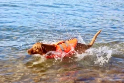 Active Canis koirien kelluntaliivi, M-L