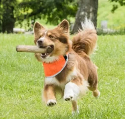 Back on Track Draco koiran huomiohuivi, oranssi S-XL