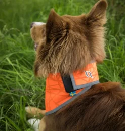 Back on Track Draco koiran huomiohuivi, oranssi S-XL