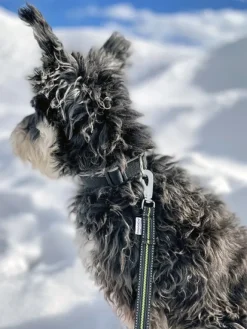 Baggen Expanderkoppel BGB joustollinen hihna, 2,2 m