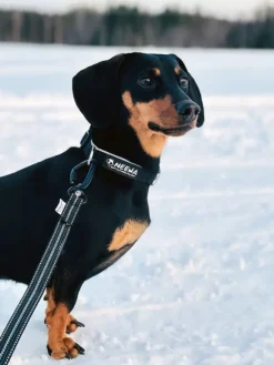 Baggen Expanderkoppel Twistlock talutushihna, 2,2 m