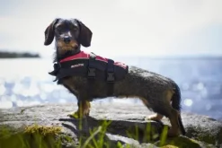 Baltic Mascot koiran pelastusliivit, M–XXL, musta/roosa