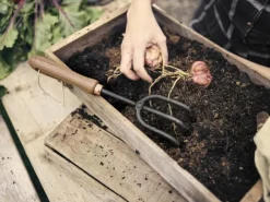 Barebones Cultivator möyhennyskuokka, Walnut