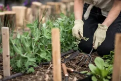 Barebones Cultivator möyhennyskuokka, Walnut