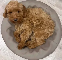 BIA BED koiranpeti, koko 0, 50X50X12cm, Camo