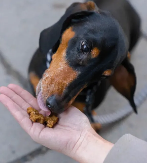 Buddy Training Snacks Beef makupalat, 100g