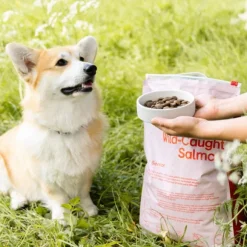 Buddy Wild Caught Salmon kuivaruoka, 12 kg