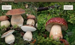 Calazo Herkuttelijan sienikirja