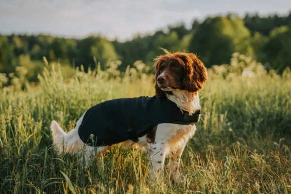 Catago Hybrid Dog Rug koiran takki, Black
