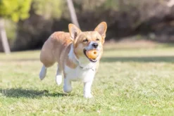 Chuckit! Birthday Ball M