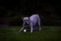 Chuckit! Max Glow Air Fetch Ball M