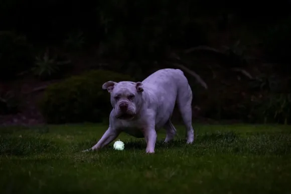Chuckit! Max Glow Air Fetch Ball M