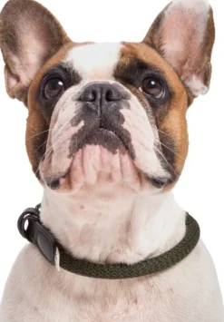 Cloud7 Collar Mauerpark köysikaulapanta, XS-XL, maastonvihreä