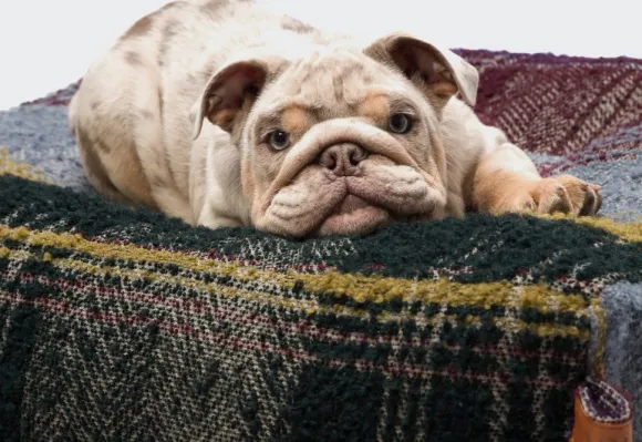 Cloud7 Cube Tartan koiranpeti, M, Purple