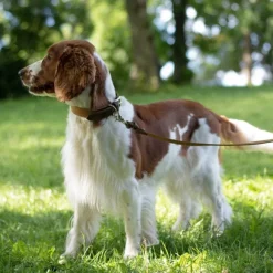 Denjo Dogs Signature kaulapanta, M-L, Brown/Mustard