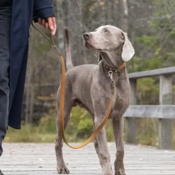 Denjo Dogs Signature talutin, S, Brown/Mustard