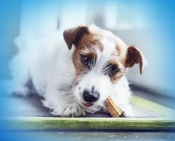 Dentalife Small purutikku, 10 x 49g