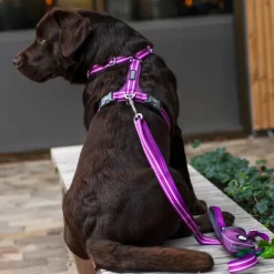 DOG Copenhagen Comfort Walk Air Harness koiran valjaat, L-XL, Purple Passion