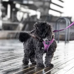 DOG Copenhagen Comfort Walk Go Harness koiran valjaat, M, Black