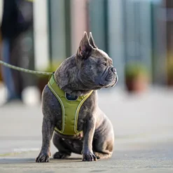 DOG Copenhagen Comfort Walk Go Harness koiran valjaat, S, Orange Sun