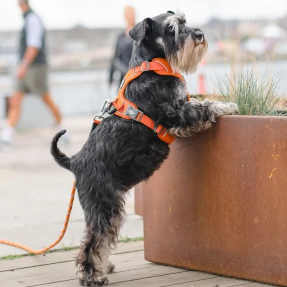 DOG Copenhagen Comfort Walk Pro Harness koiran valjaat, XS, Black