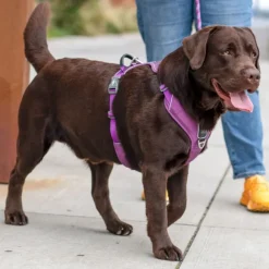 DOG Copenhagen Comfort Walk Pro Harness koiran valjaat, L-XL, Purple Passion