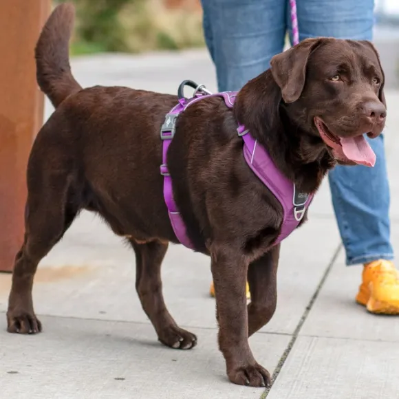 DOG Copenhagen Comfort Walk Pro Harness koiran valjaat, L-XL, Purple Passion