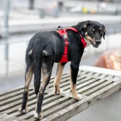 DOG Copenhagen Comfort Walk Pro Harness Desert Dune M