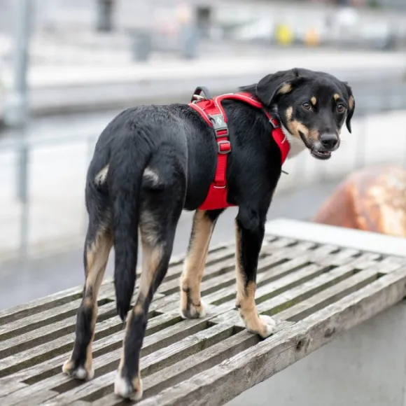 DOG Copenhagen Comfort Walk Pro Harness Desert Dune M