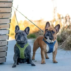 DOG Copenhagen Comfort Walk Go Harness koiran valjaat, S, Hunting Green