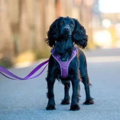 DOG Copenhagen Comfort Walk Go Harness Desert Dune M