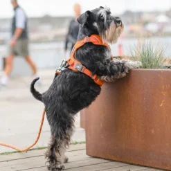 DOG Copenhagen Comfort Walk Pro Harness koiran valjaat, XS, Mocca