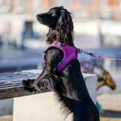 DOG Copenhagen Comfort Walk Go Harness Lemon S