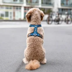 DOG Copenhagen Comfort Walk Air Harness koiran valjaat, S-M, Hunting Green