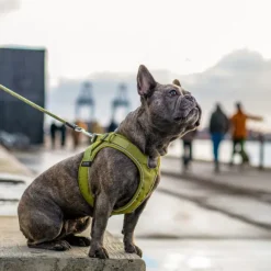 DOG Copenhagen Comfort Walk Go Harness koiran valjaat, S, Purple Passion