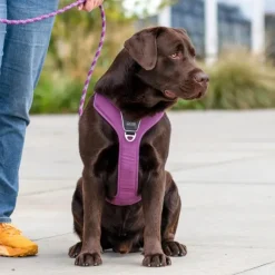 DOG Copenhagen Comfort Walk Pro Harness Desert Dune XL