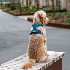 DOG Copenhagen Comfort Walk Pro Harness koiran valjaat, S-M, Hunting Green