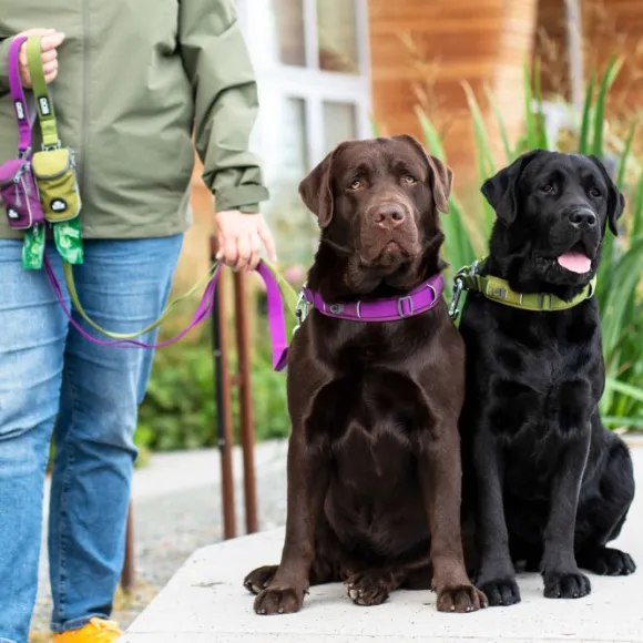 DOG Copenhagen Urban Explorer Collar kaulapanta, Hunting Green