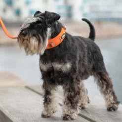 DOG Copenhagen Urban Explorer Collar kaulapanta, Purple Passion