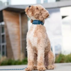 DOG Copenhagen Urban Explorer Collar Lemon