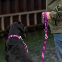 DOG Copenhagen Urban Style Collar kaulapanta, Purple Passion