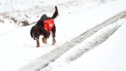 Dogtech GPS Signal Red