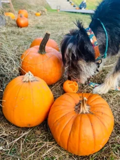 Fiboo kelluva aktivointipallo, keltainen