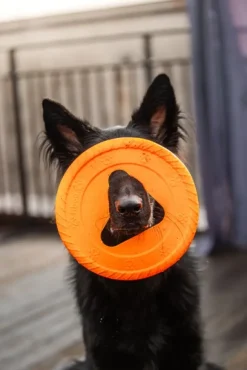 Fiboo kelluva frisbee, 25 cm, oranssi