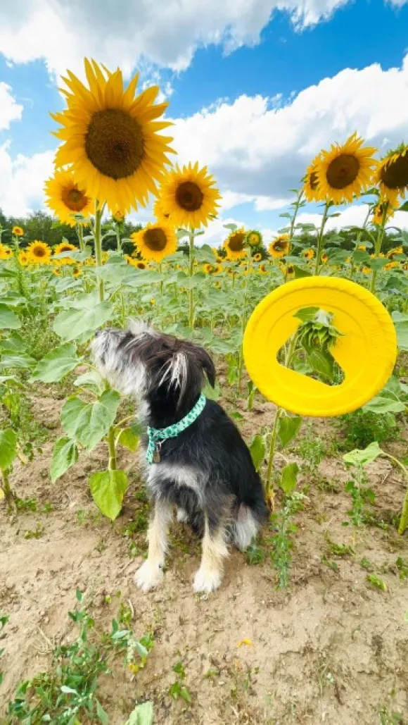 Fiboo kelluva frisbee, 25 cm, vihreä
