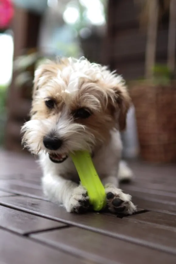 Fiboo kelluva lelu, 15 cm, keltainen