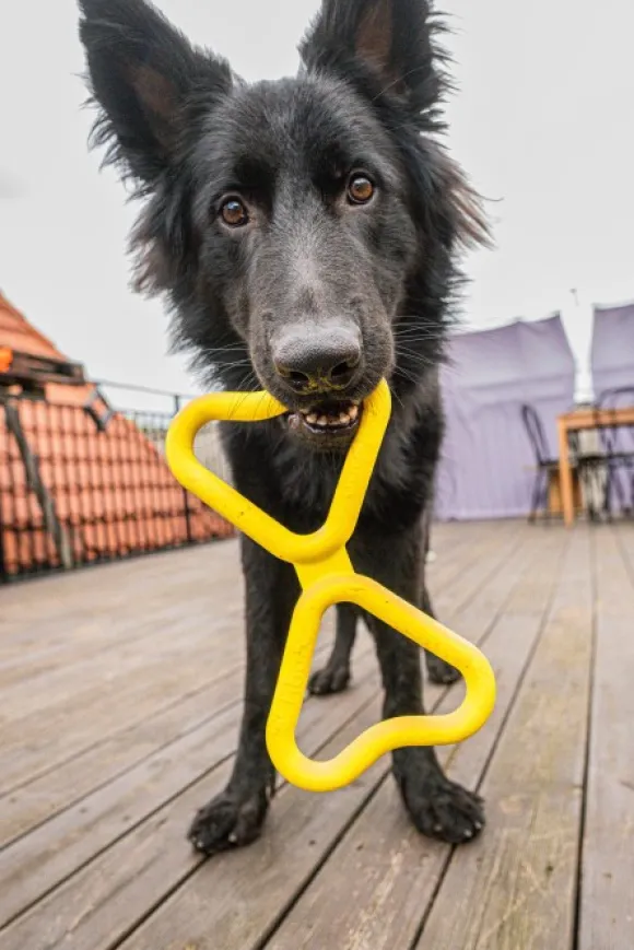 Fiboo kelluva vetolelu, keltainen