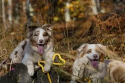 Fiboo kelluva vetolelu, vihreä